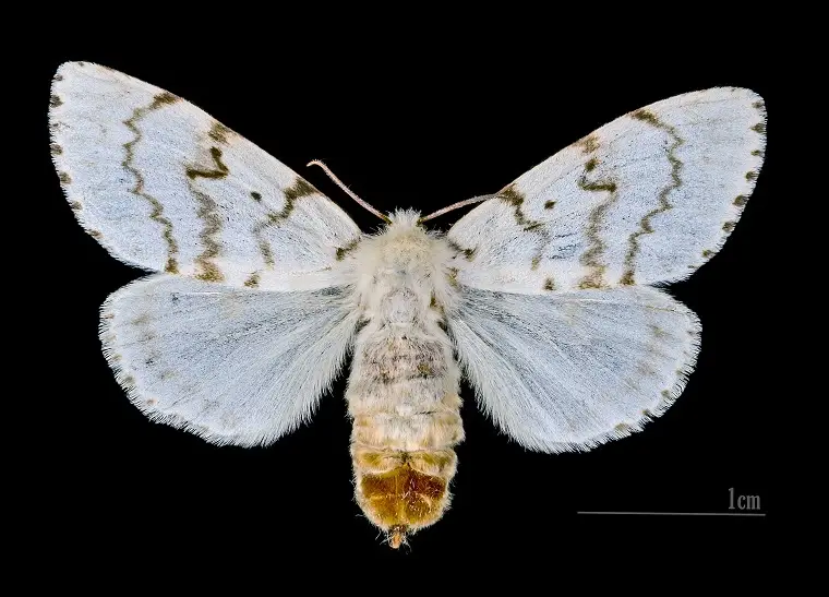 gypsy moth