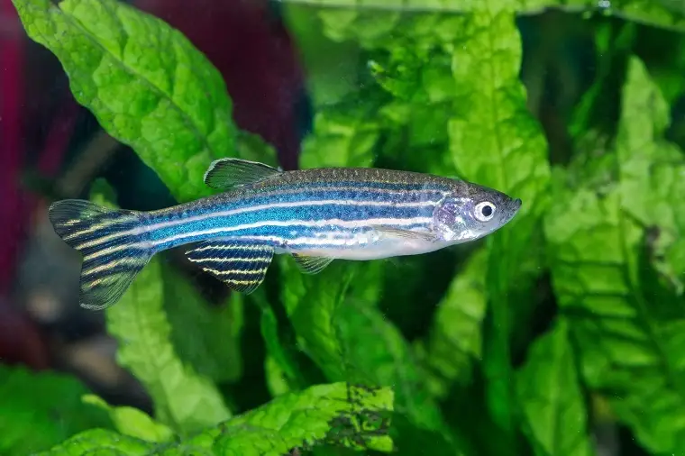 zebrafish