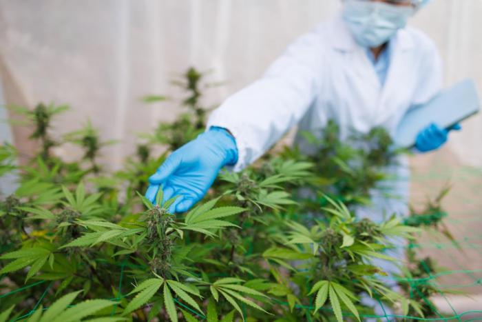 Researcher working with cannabis