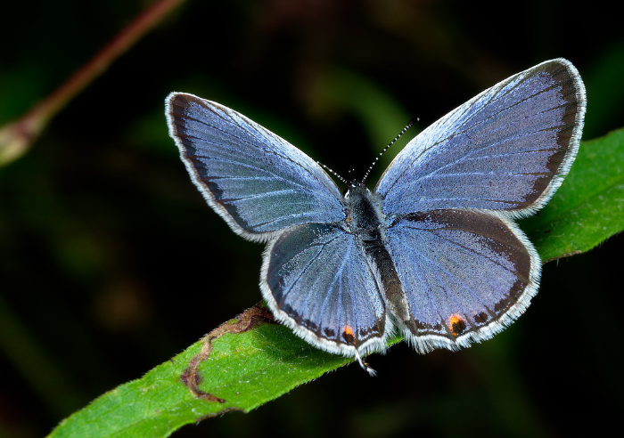 blue-tailed butterfly