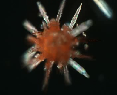 Juvenile of sea urchin